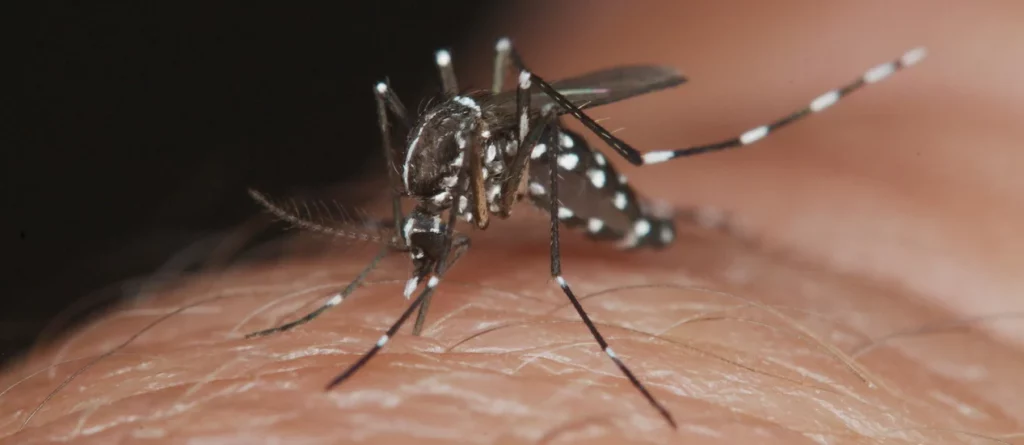 Mosquito transmisor del dengue en Nicaragua.